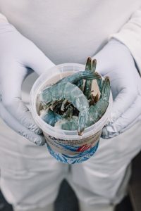 Frisch blaue Aquapurna Garnelen in einem Becher
