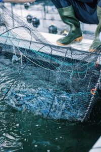 Ein Netz, das Garnelen aus einem Zuchtbecken fischt.
