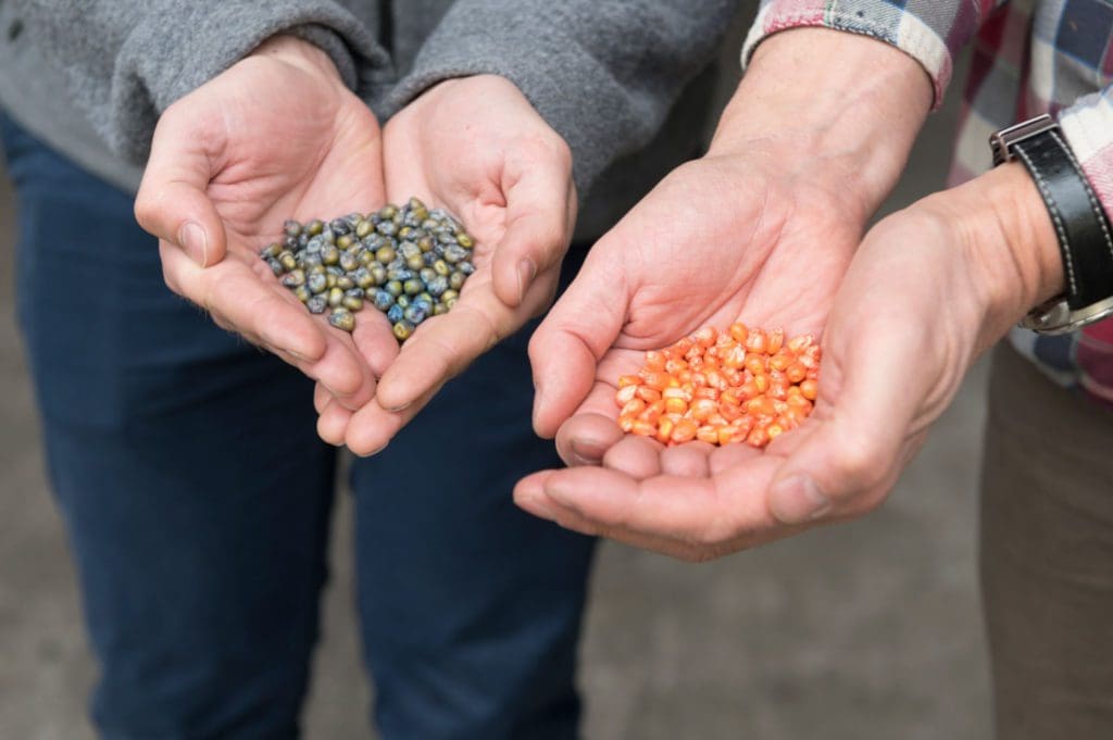SeedForward Körner Saatgut