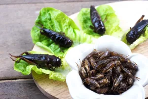 Draufsicht auf eine alternative Art von Insektenprotein, frittierte Grillen in einer weißen Schale auf einem Holztisch.