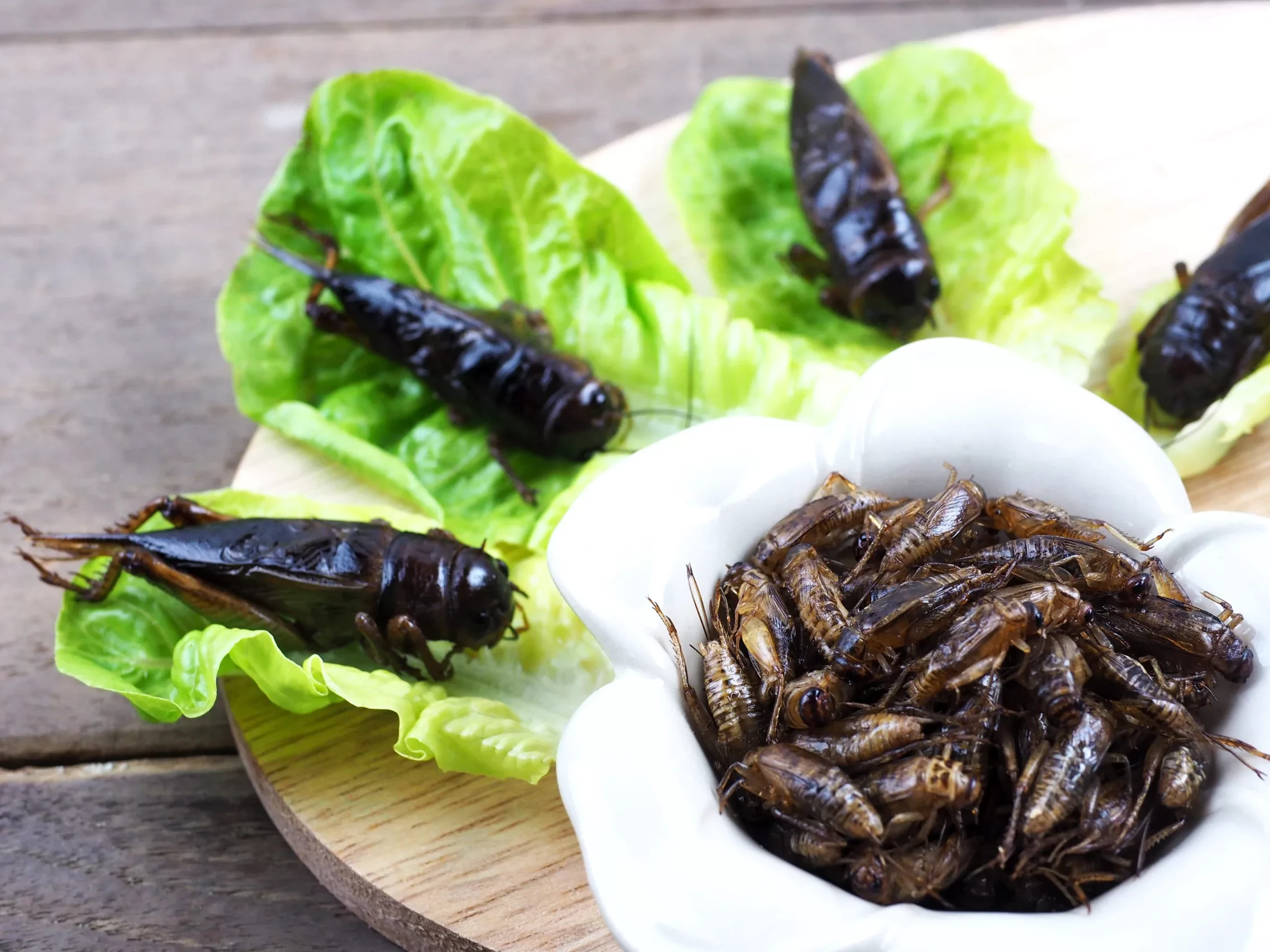 Draufsicht auf eine alternative Art von Insektenprotein, frittierte Grillen in einer weißen Schale auf einem Holztisch.