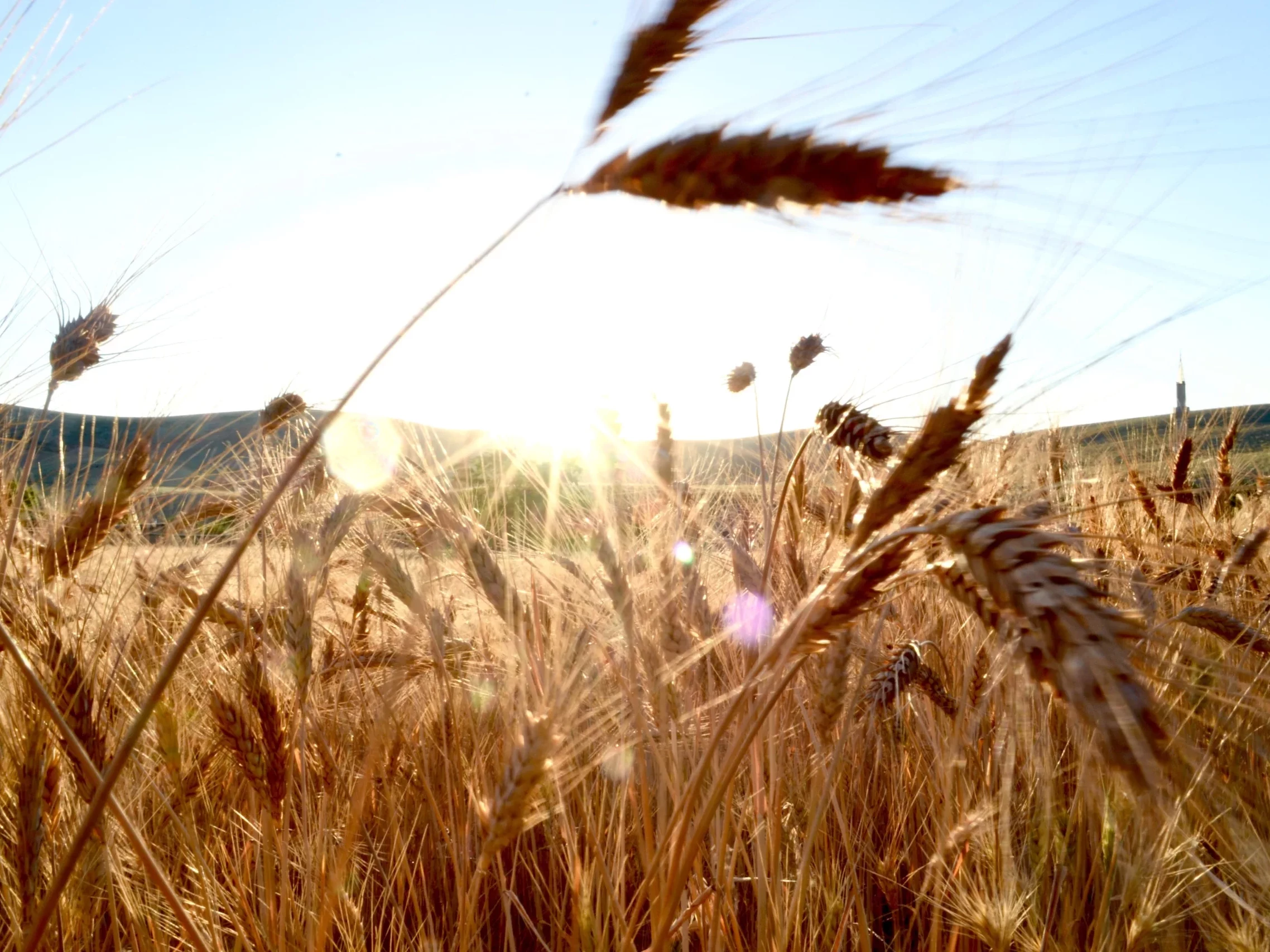 Weizenfeld im Sonnenschein