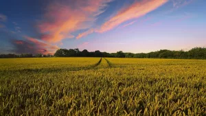 Kornfeld vor Abendrot und blauem Himmel.