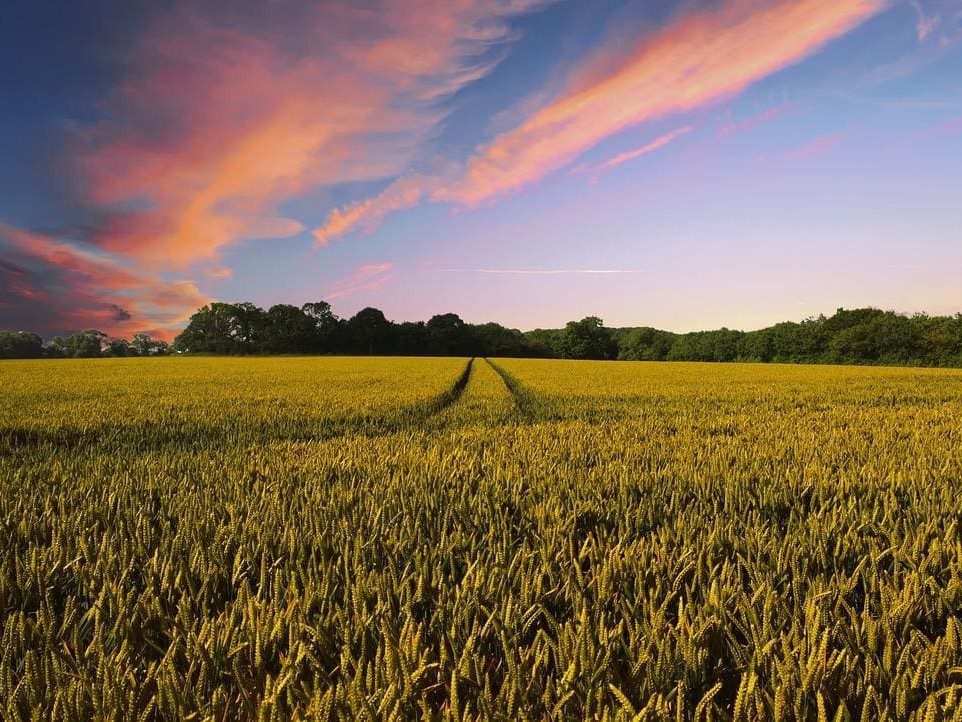 Kornfeld vor Abendrot und blauem Himmel.