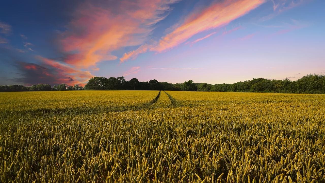 Kornfeld vor Abendrot und blauem Himmel.